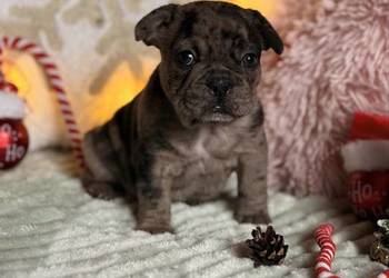 Buldog francuski do rezerwacji