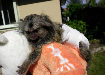 Mała małpka Małpa Marmozeta Białoucha, Ręcznie karmiona.