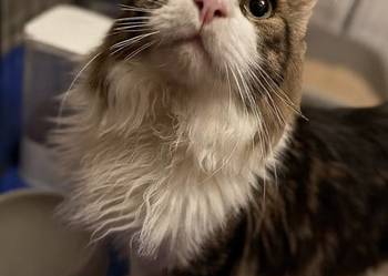 Maine Coon reproduktor