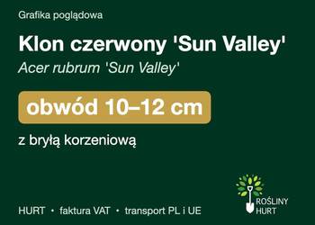 Klon czerwony 'Sun Valley' obwód 10-12 cm, z bryłą – HURT