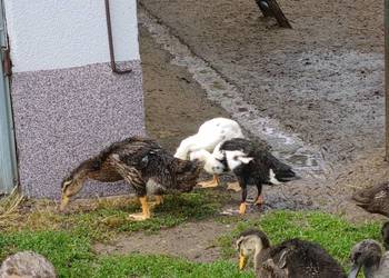 Kaczki ruańskie i biegusy