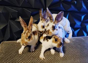 Królik Mini Rex trójbarwny