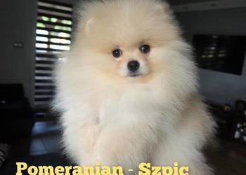 Pomeranian - Szpic miniaturowy Mini - przepiękny z rodowodem