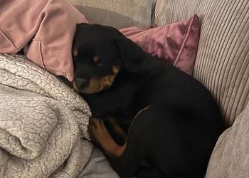 Szczeniak rottweiler suczka