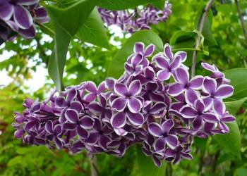 Bez lilak dwukolorowy