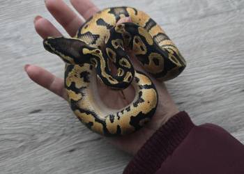 Pyton królewski, samiec z 2025