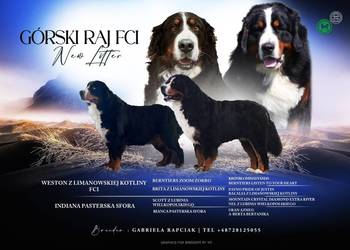 Bernenski Pies Pasterski fci