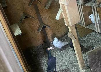 Sprzedam Kariery 150zł/szt