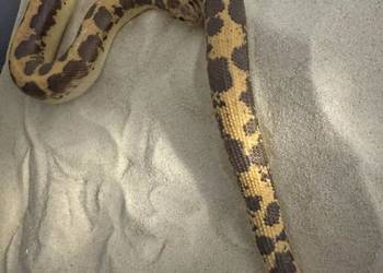 Boa piaskowy dorosły samiec Classic