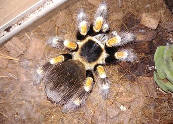 Pająki brachypelma boehmei i hamorii.