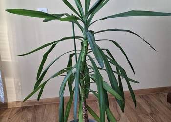 Juka yucca w doniczce 1,20m