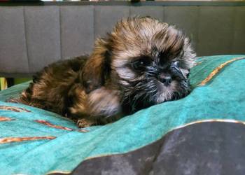Shih tzu szuka nowego domku