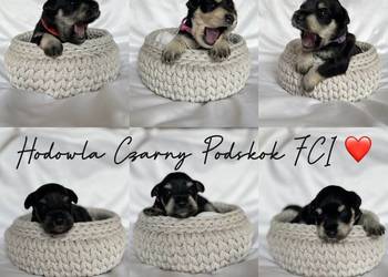 Sznaucer miniaturowy czarno-srebrny - szczenięta ZKwP/FCI