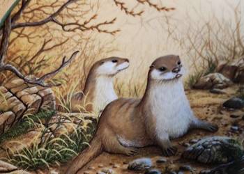 Talerz kolekcjonerski Wydry porcelana Royal Doulton Anglia Talerz kolekcjonerski Wydry porcelana Royal Doulton Anglia