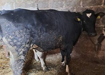 Jałówka wysokocielna termin 04-01-26