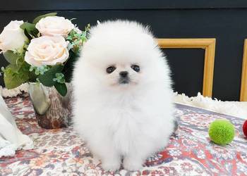Szpic Pomeranian Szczenieta