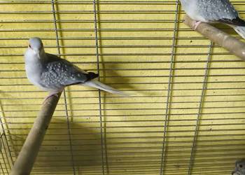 Gołąbki diamentowe