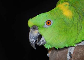 Amazonki żółtokarkie Do dogadania !