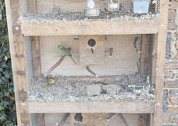 Klatka/woliera + papugi