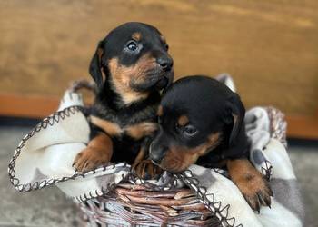 Szczeniaki gończy polski