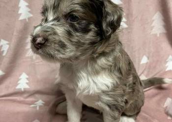 Owczarek / Pudel Aussiedoodle Red Merle