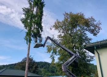 Wycinka ścinka drzew czyszczenie działek usługi rębakiem Tarnów