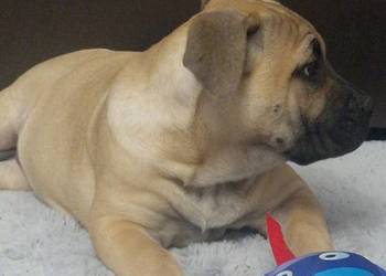 SPRZEDAM SZCZENIAKI CANE CORSO