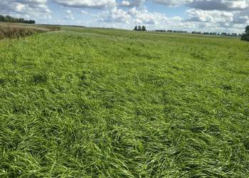 10ha mieszanki gorzowskiej do skoszenia na wiosnę