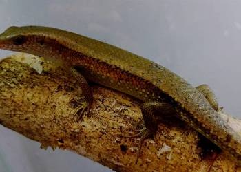Mabuya multifascjata Mabuya multifascjata