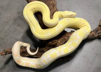 Boa Imperator Motley Albino