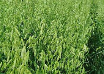 Owies Bingo Rambo po wymianie sprzedaz jako paszowy Owies Bingo Rambo po wymianie sprzedaz jako paszowy