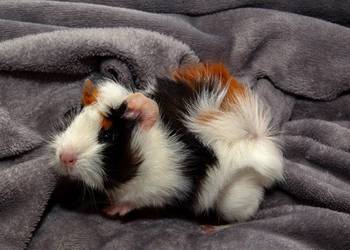 świnka morska cavia domowa SAMICA