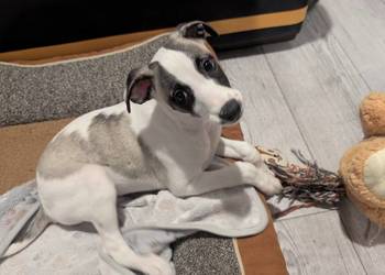 Chart whippet szczeniak pies