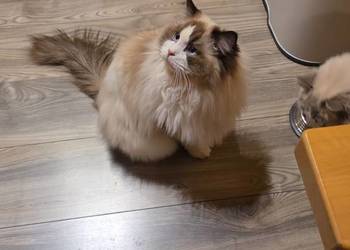 Kocurek Ragdoll do hodowli