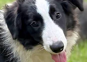 Piękny piesek border collie