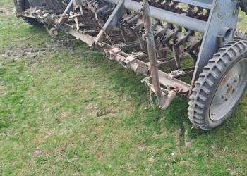 Siewnik zborzowy poznaniak