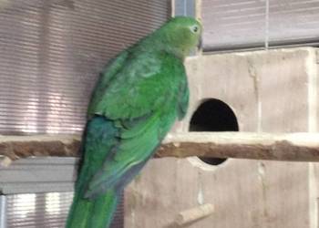 Szkarłatka sprzedam samica