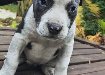 American Bully ABKC pies suka standard