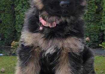 Szczeniaczki owczarka niemieckiego krótkowłosego FCI