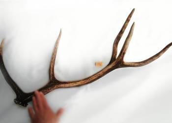 Poroże jelenia szlachetnego, zrzut, 67 cm, skandynawski styl