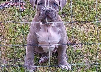 American bully xl suczki ABKC
