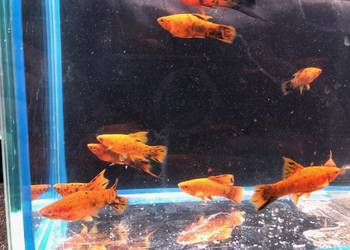 Mieczyk Berlinka nakrapiana Delta