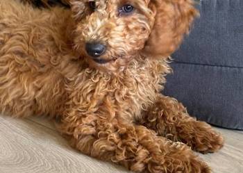 Samiec labradoodle mini f2 apricot