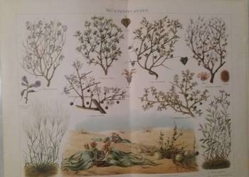 Stara niemiecka rycina z Meyers Lexikon z 1897 roku