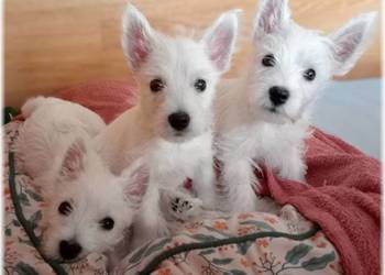 West Highland White Terrier | DNA CMO-0, westie 2025 ZKwP FCI