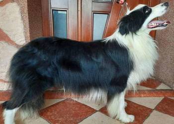 border collie FCI