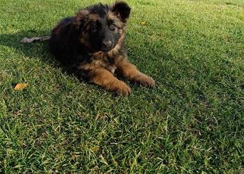 Sprzedam szczeniaki owczarka niemieckiego