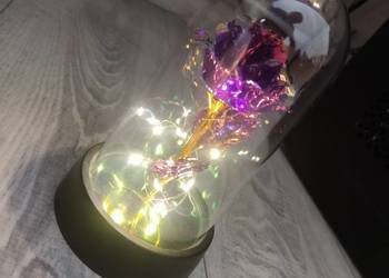 Róża led nowa