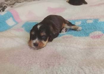 Cocker Spaniel Angielski Suczka