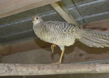 Bażanty złociste czerwone i bananowe koguty i kury